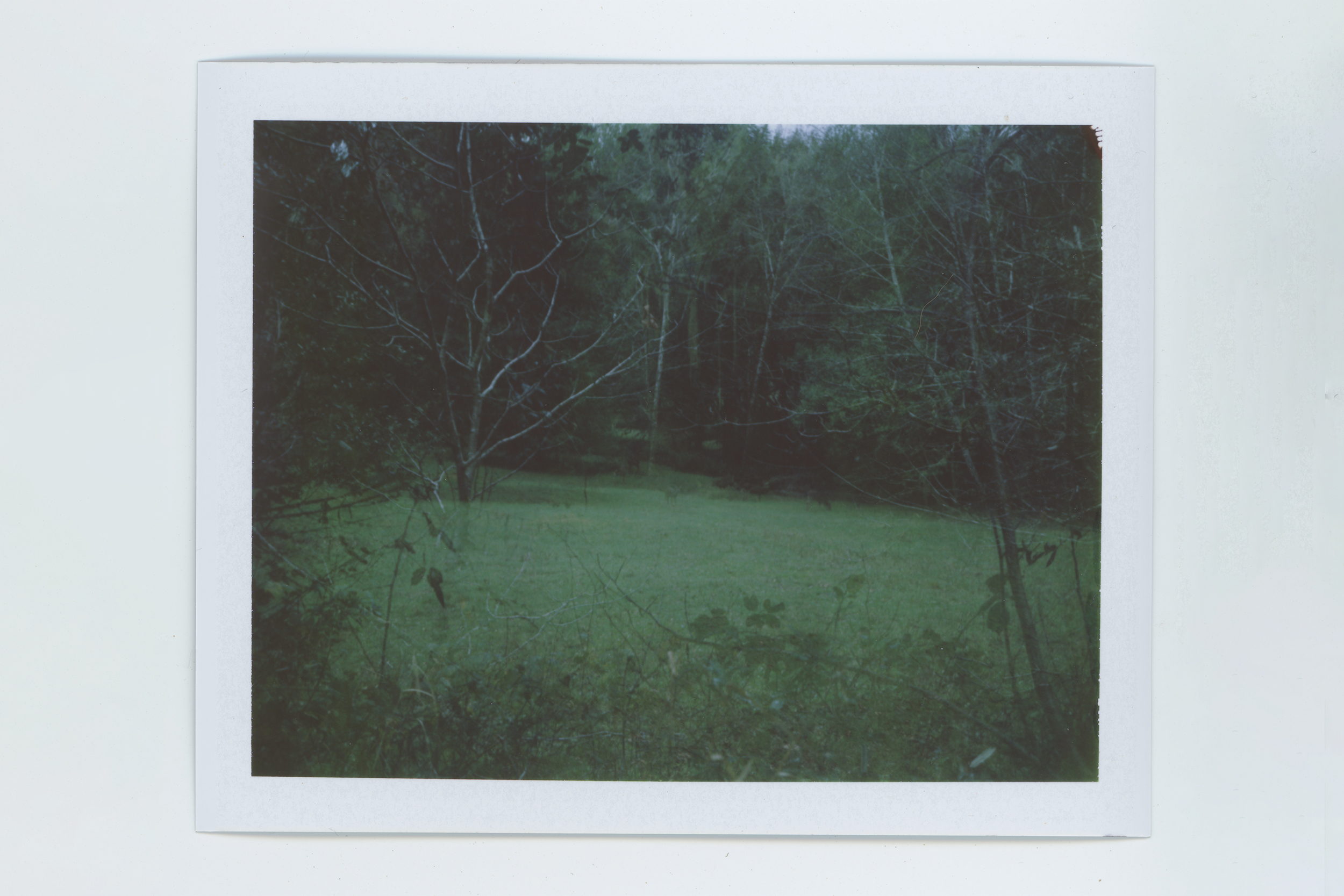 deer