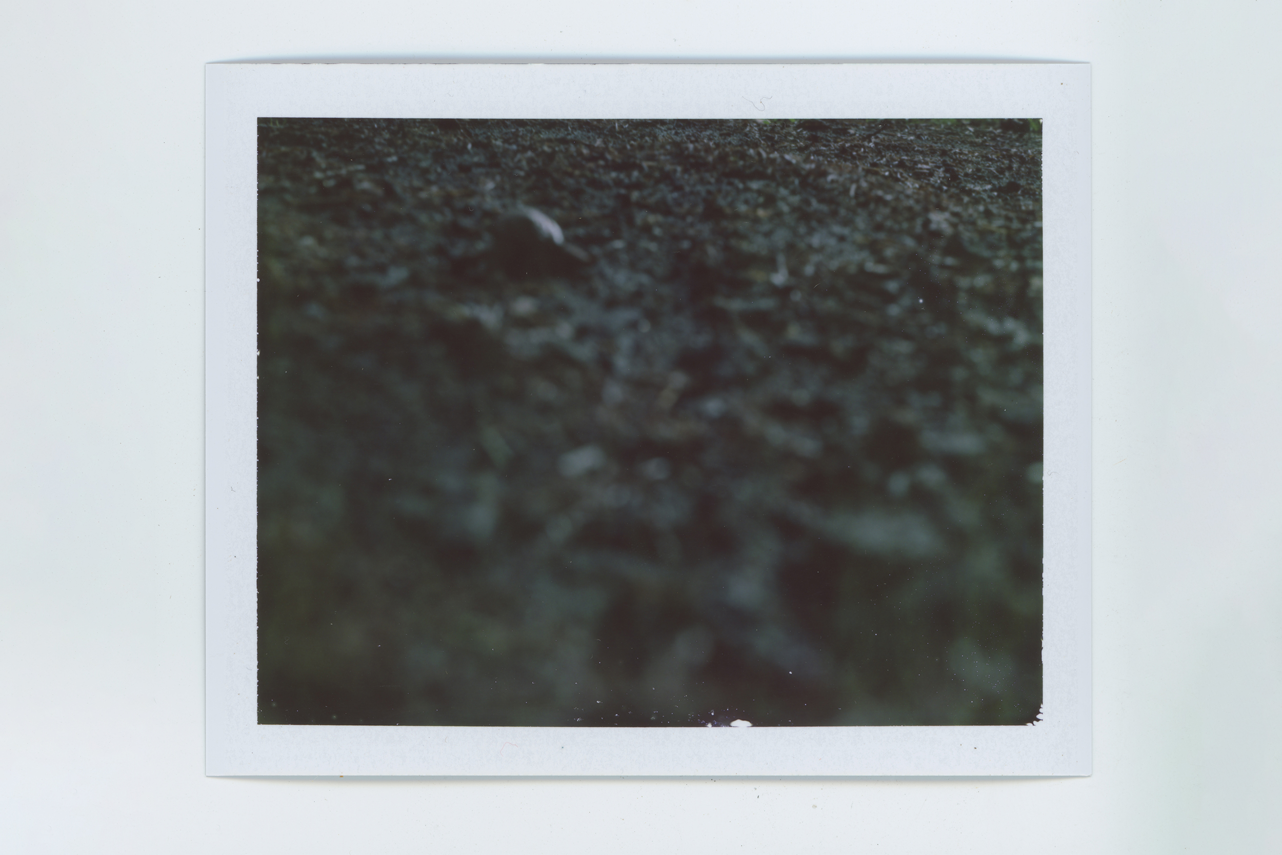 snail